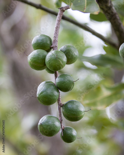 "Cluster of fresh macadamia nuts hanging on its tree" Stock photo and