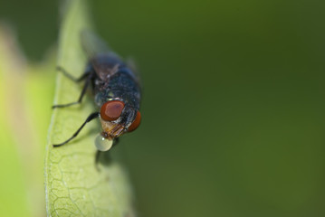 Macro housefly on green leaves