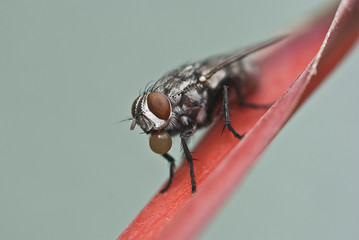 Macro housefly on red leaves on clean background