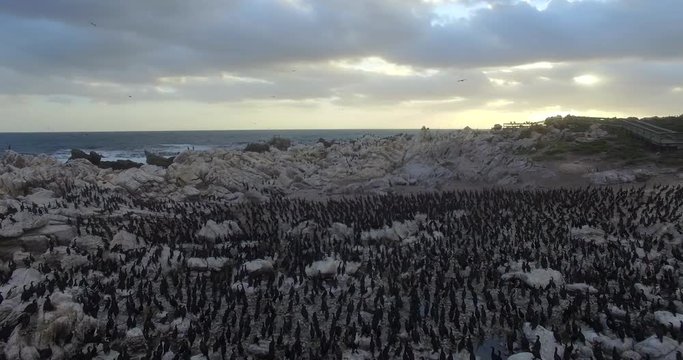Aerial of 100's of Penguins and Sea Birds at Sunset in Betty's Bay, South Africa