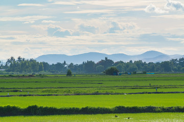 Fototapeta na wymiar Rice field green grass blue sky cloud cloudy landscape background.