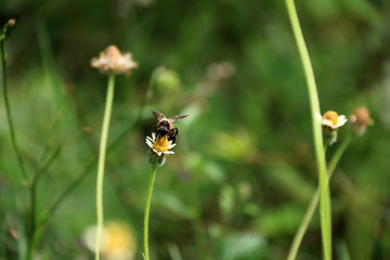Honey bee perch and eating nectar on the grass flower. background out focus of green grass.