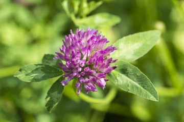 Pink clover flower with green leaves in nature.