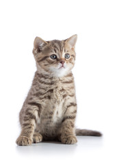 Fototapeta na wymiar Scottish straight small cat kitten sitting isolated on white background