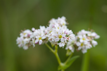 White flowers of buckwheat.