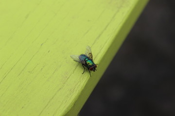 glänzende Fliege