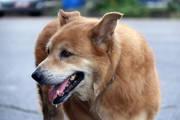 Brow golden retriever standing on the road and looking for something. The Golden Retriever is a large sized breed of dog bred.