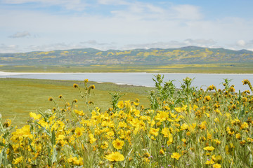 Fototapeta premium Beautiful yellow goldifelds blossom with Soda Lake
