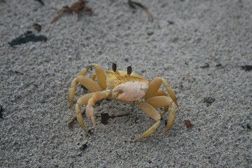 Fototapeta na wymiar Sand Crab