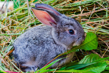 A small grey baby rabbit sitting on the hay and eats the green grass