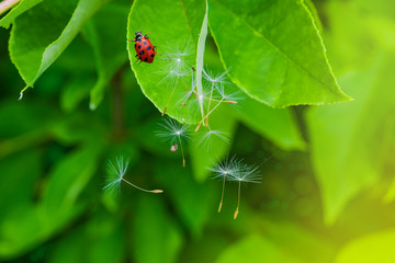 Abstract background, dandelion seeds closeup and macro ladybug on the green leaf blur background, selective focus