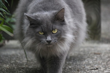 Naklejka na ściany i meble Grey cat with mean eyes