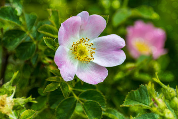 gently pink dog-rose bush flower on a green blurred background with a bokeh effect, Rosa canina