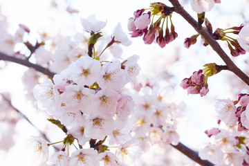 桜