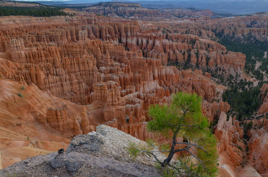 small pine tree growing on the edge of Bryce Canyon
Inspiration Point, Bryce Canyon National Park, Utah, United States
