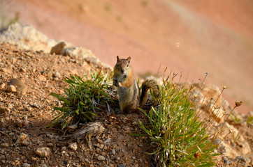 chipmunk (Neotamias quadrivittatus) sitting on the edge of Bryce Canyon rim
Upper Inspiration Point, Bryce Canyon National Park, Utah, United States
