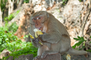 Macaque with banana in Thailand