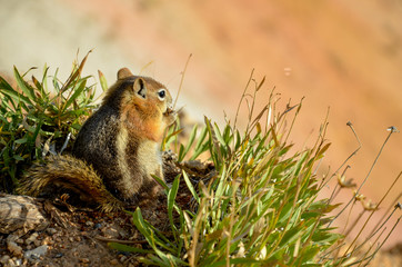chipmunk (Neotamias quadrivittatus) sitting on the edge of Bryce Canyon rim
Upper Inspiration...