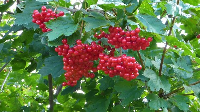Bright red viburnum berries among green leaves, closeup view. Foliage moving on the wind. Sunny summer day. Fresh organic product in natural environment.