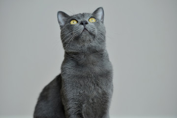 Portrait of British short-hair cat on grey background