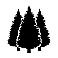Three conifer pine trees in a forest or park flat vector icon for nature apps and websites
