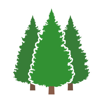 Three conifer pine trees in a forest or park flat vector color icon for nature apps and websites