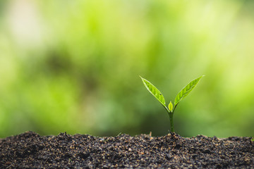 plant a tree natural background Plant Coffee seedlings in nature green fresh