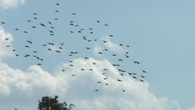 A flock of birds in flight.
A flock of large black birds flies in the blue sky. Slow motion.