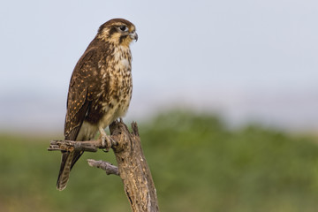 Brown Falcon (Falco berigora) photographed on Beach Road, Point Wilson, Australia.