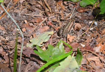 Rana immobile sul terreno tra le foglie