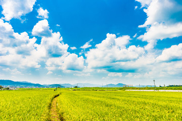 稲作 日本の田園