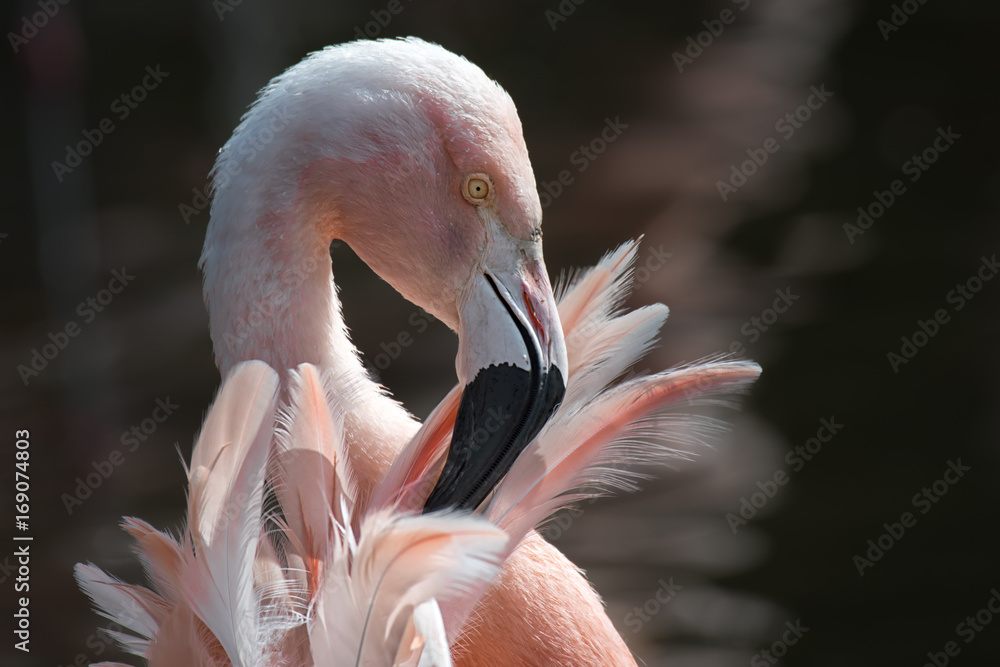 Aufkleber close up head portrait of a chilean flamingo phoenicopterus chilensis preening its feathers