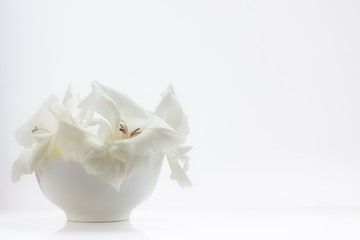 White flowers in a wide vase on a white background. The concept of beauty, purity, health. Wellness style. For design, plenty of   space for text.