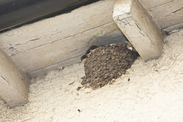 House Martin chicks