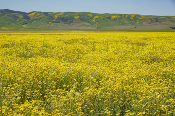 Beautiful yellow goldifelds and tidy tips blossom
