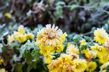 Frost covered pot marigold (Calendula officinalis)