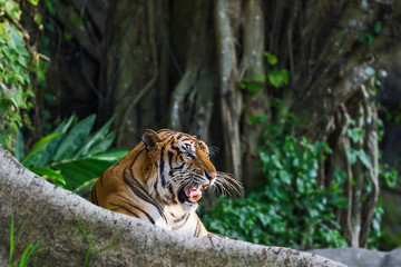 Close up tiger.