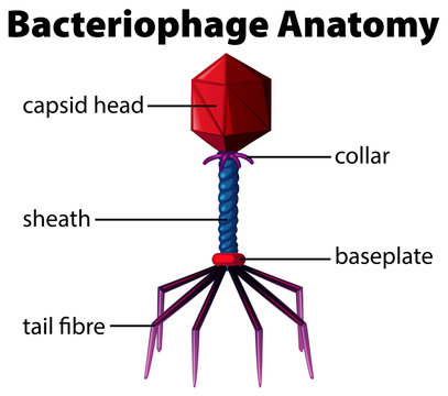 Diagram showing bacteriophage anatomy