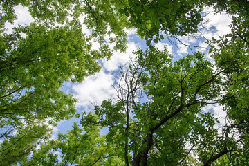 Trees on sky background