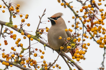 Waxwing