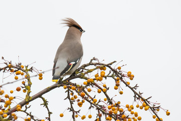 Waxwing