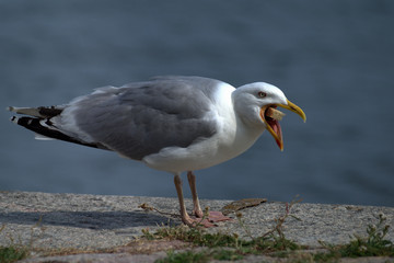 Fototapeta na wymiar The veiled gull
