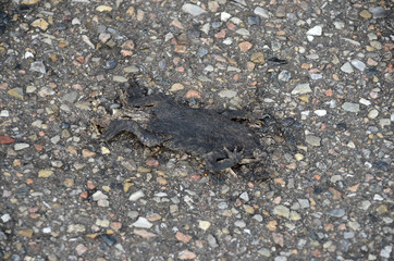 Flat mummified frog on a road.