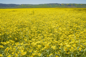 Obraz premium Beautiful yellow goldifelds blossom