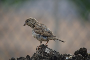 House sparrow (Passer domesticus)