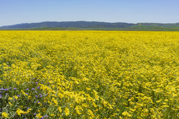 Obraz premium Beautiful yellow goldifelds blossom