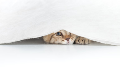Funny cat hidden under small white curtain isolated
