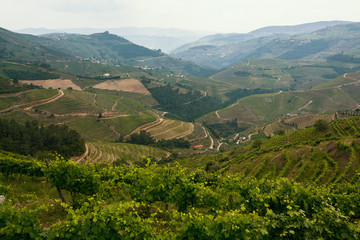 Fototapeta na wymiar View of Douro Valley, vineyards are on a hills, Portugal.