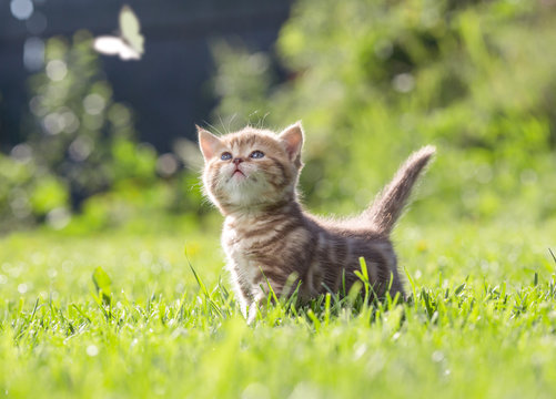 Funny cat in green grass looking at butterfly