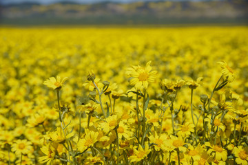 Obraz premium Beautiful yellow goldifelds blossom